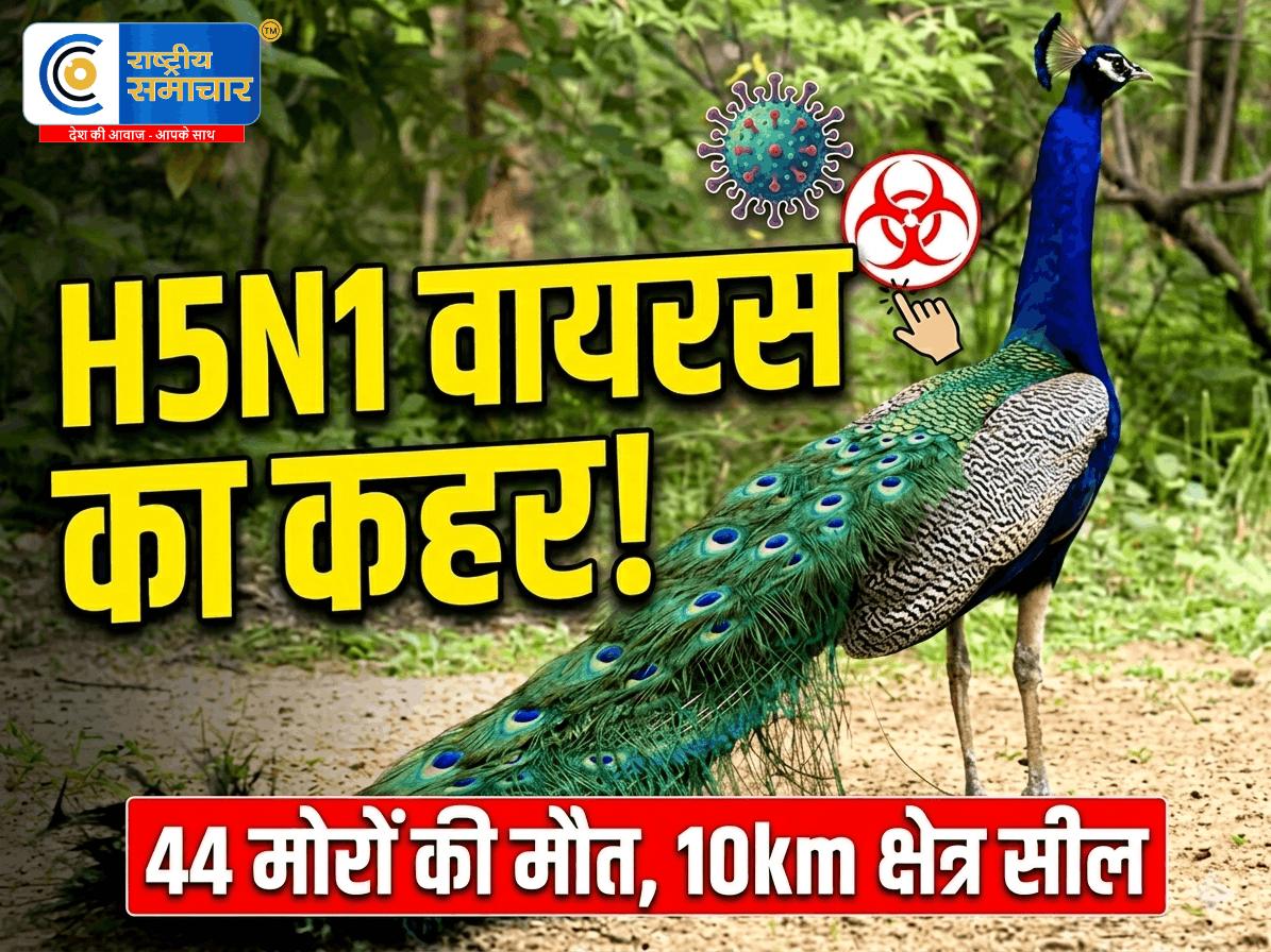 कर्नाटक में H5N1 का खौफतुमकुरु में 44 मोरों की मौत से हड़कंप,10 किमी का इलाका 'कंटेनमेंट जोन' घोषित