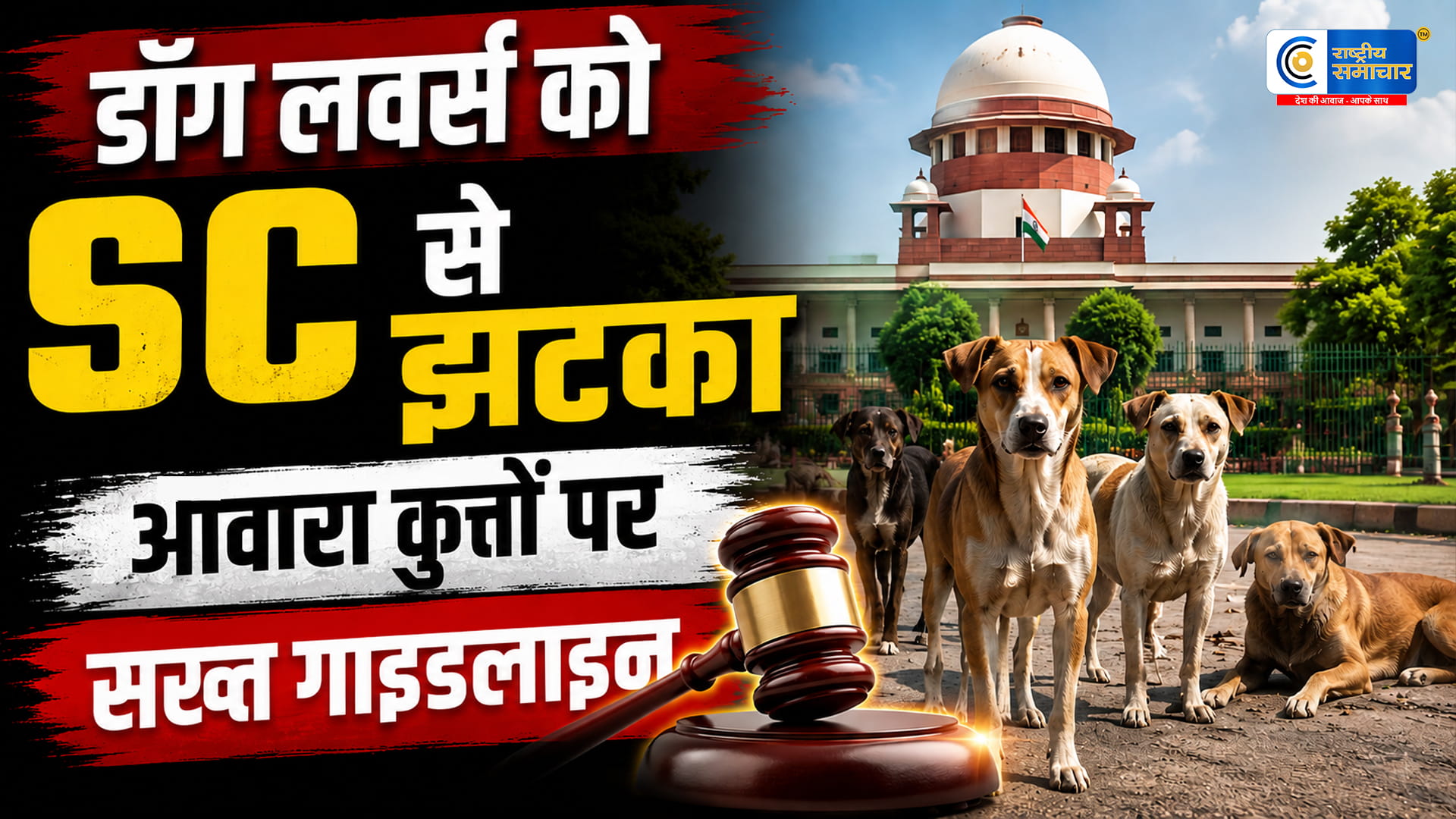 सुप्रीम कोर्ट का बड़ा फैसला: स्कूल-हॉस्पिटल और रेलवे स्टेशन से हटेंगे आवारा कुत्ते, डॉग लवर्स की सभी याचिकाएं खारिज