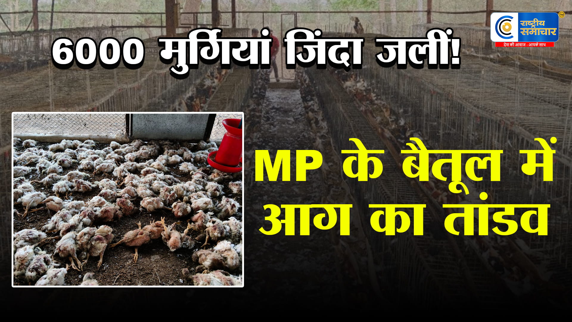 बैतूल में आग का तांडव! 6000 मुर्गियां जिंदा जलीं, एक झटके में राख हो गए 15 लाख रुपये;सदमे में किसान परिवार