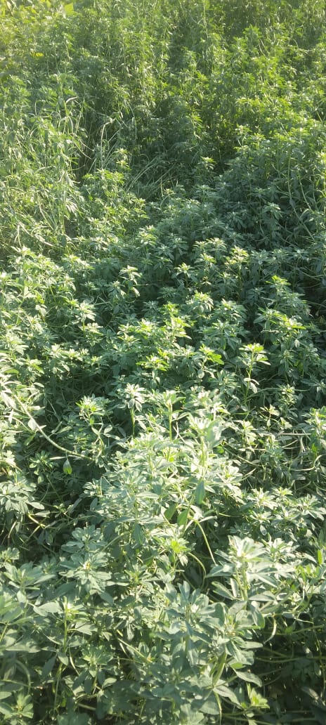 जब खेतों से उठी मसालों की खुशबू, बदली किसानों की किस्मत,कम लागत और बेहतर मुनाफे वाली मसालों की खेती से किसान बन रहे हैं उद्यमी