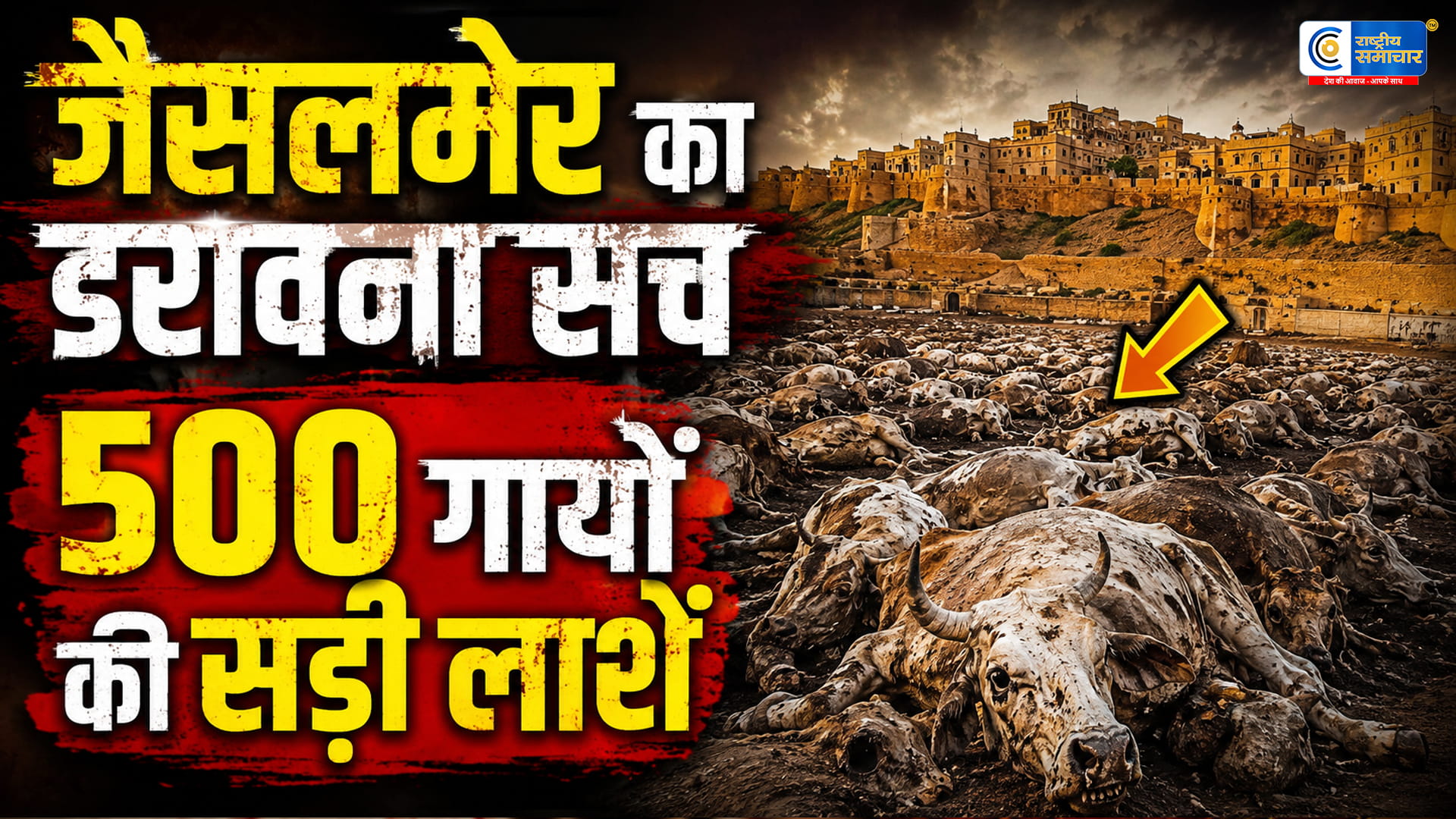 जैसलमेर में 500 से ज्यादा गायों की सड़ी लाशें मिलने से हड़कंपडंपिंग यार्ड की तस्वीरों ने खड़े किए बड़े सवाल