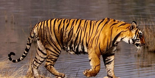 देश में 58 बाघ अभयारण्य : बाघों की संख्या में 30 फीसदी का इजाफाः भूपेन्द्र यादव