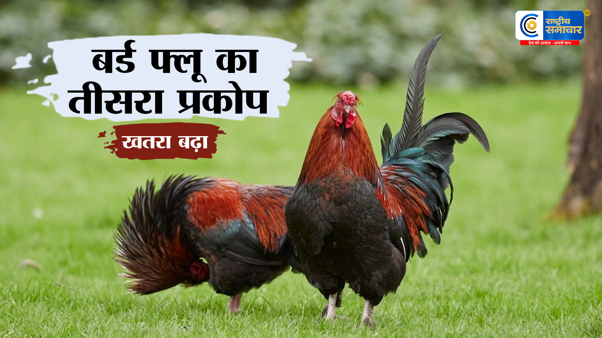 नवापुर में बर्ड फ्लू की तीसरी लहर का कहर: H5N1 वायरस ने दी दस्तक, पोल्ट्री व्यवसाय पर मंडराया संकट और किसानों की बढ़ी धड़कनें  