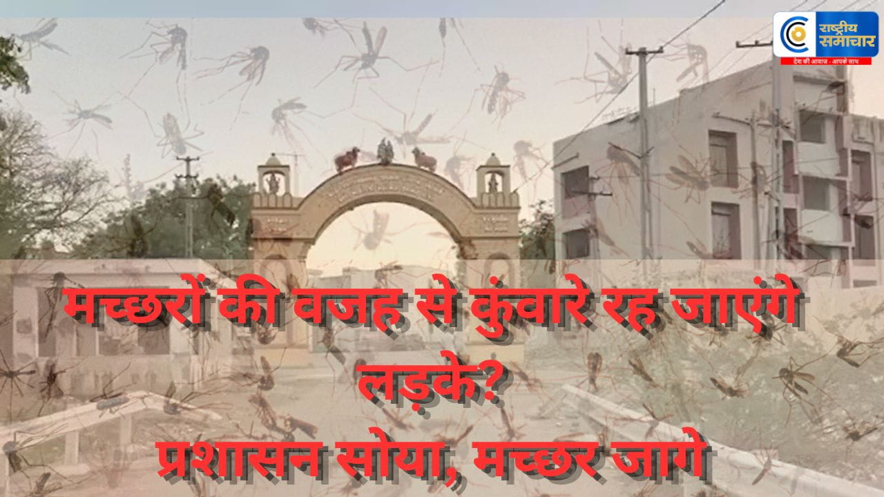 शादी के लिए कोई बेटी नहीं देगामच्छरों के आतंक से परेशान राजकोट का वेजा गांव, पशुओं को भी पहनानी पड़ रही मच्छरदानी    