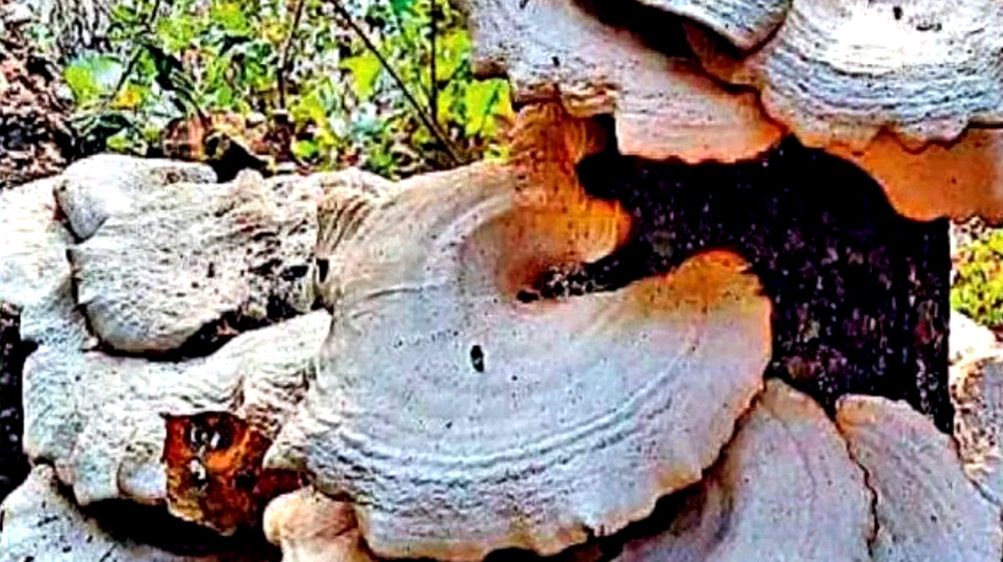 दुनिया का विशालकाय मशरूममध्य प्रदेश में मिला,जबलपुर की मदन महल पहाड़ियों में मिला दुर्लभ Bondarzewia berkeleyi